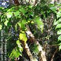 Flacourtia indica